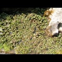Hydrocotyle dissecta (fam Apiacees) (Nouvelle-Zelande) (1)